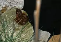 Teichfrosch am Gartenteich (DEUTSCHLAND - Oldenburg, 14.04.2007)