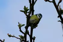 Eine Blaumeise in unserem Apfelbaum; 05.04.2012
