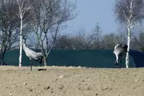 Kraniche auf einem Feld bei Seedorf (Herzogtum-Lauenburg); 06.04.2012