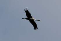 Ein Kranich stlich vom Schaalsee (NWM); 06.04.2012