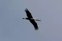 Ein Kranich �stlich vom Schaalsee (NWM); 06.04.2012