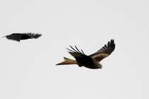 Krhe attackiert Rotmilan,17.3.2012.