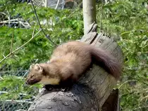 Baummarder(Martes martes)l�sst im Nationalparkzentrum Lusen die ersten Fr�hlingsonnenstrahlen auf sich einwirken;120328