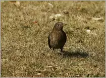 Wachsam beobachtet dieses Amselweibchen seine Umgebung.
( 04.03.2012)