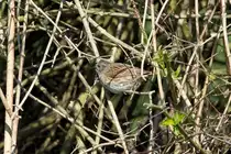 Eine Heckenbraunelle in unserem Garten; 06.04.2012