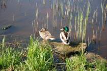 Stockentenprchen am Zwischenahner Meer (BAD ZWISCHENAHN, Landkreis Ammerland/Deutschland, 26.04.2007)