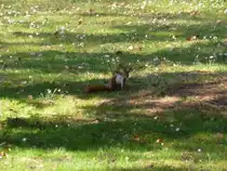 Eichh�rnchen am 24.03.2012 in Dresden im Schlo�park von Pillnitz.