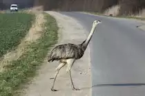 Ein junger Nandu �berquert die Stra�e zwischen Utecht und Schattin (NWM); 15.03.2012