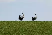 Zwei Kraniche bei der Balz auf einem Feld bei B�k (Herogtum-Lauenburg); 08.04.2012