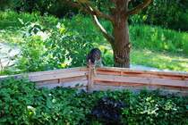 Nachbars Katze (OLDENBURG/Deutschland, 20.05.2007)