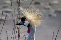 Aufmerksamer Kronenkranich Hahn, gesehen im Tierpark Ueckerm�nde. - 08.04.20012
