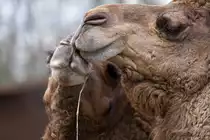 Schmusende Dromedare, gesehen im Tierpark Ueckerm�nde. - 08.04.20012