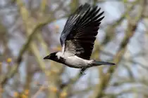 Nebelkr�he auf Beutesuche - 08.04.20012