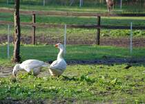 Hausgnse (OLDENBURG/Deutschland, 24.05.2007)