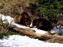 Braunb�ren(Ursus arctos)haben sich im Tierfreigel�nde Neusch�nau zum  Mittagstisch  zur�ckgezogen;120327