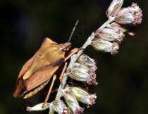 Eine Nrdliche Fruchtwanze (Carpocoris fuscispinus) an einem Gewhnlichen Beifu, am 10.08.2011.