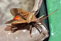Eine Braune Randwanze (Gonoceris acuteangutatus) startet zum Abflug, am 25.06.2010.