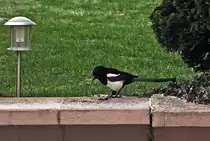 Elster im Garten - Eu 31.01.2012