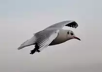 M�we im Gleitflug �ber dem Rhein in Bonn - 27.01.2012