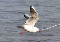 Mwe im Flug ber dem Rhein in Bonn - 27.01.2012