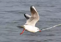 M�we im Flug �ber dem Rhein in Bonn - 27.01.2012