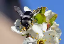 Sandbiene (Andrena cineraria) Weibchen auf einer Bl�te - Eu 08.04.2012