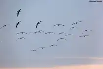 Wildg�nse in der Luft: sie setzen gleich zur Landung auf dem Alten Rheinarm bei Xanten an (Februar 2012)