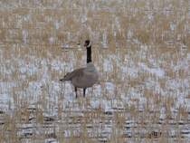 Eine Kanadagans beim Grasen auf einem Feld in Saskatoon am 15.04.2012.