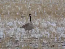 Eine Kanadagans beim Grasen auf einem Feld in Saskatoon am 15.04.2012.
