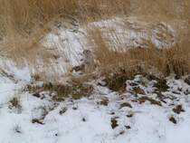 Ein Prriehund lie mich hier ganz nah an sich herankommen. Der Bau war direkt am Weg. Saskatoon 15.04.2012