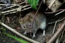 Eine Maus vor ihrer H�hle am Ratzeburger K�chensee; 12.04.2012