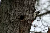 Ein Buntspecht neben seiner Bruth�hle; 120.04.2012