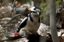 Ein Buntspecht sucht im Laub nach Nahrung; 12.04.2012