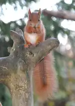 Eichh�rnchen beim Fotoshooting. am 01.11.2011.