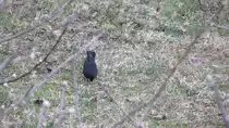 Amsel holt sich einen Wurm aus der Wiese.(29.3.2012)
