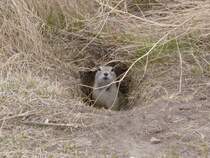 Neugierig schaut der Prriehund aus seinem Loch. Saskatoon am 17.04.2012