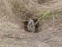 Neugierig schaut der Pr�riehund aus seinem Loch. Saskatoon am 17.04.2012