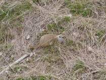 Dieser Prriehund lie sich beim Fressen auch von meiner Anwesenheit nicht stren. Saskatoon am17.04.2012