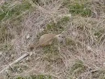 Dieser Pr�riehund lie� sich beim Fressen auch von meiner Anwesenheit nicht st�ren. Saskatoon am17.04.2012
