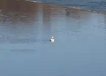 Die ersten American White Pelicans treffen auf dem South Saskatchewan River in Saskatoon ein. Diese kommen im April von Kalifornien um hier zu br�ten. Im Oktober fliegen sie dann wieder Zur�ck.
Dieser Pelikan ist einer der gr��ten V�gel auf dem Kontinent. Das Gewicht betr�gt 7-10 kg und die Spannweite kann bis zu 3m erreichen.