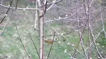 Ein mir unbekannter Vogel sa� am 29.3.2012 in einem Apfelbaum bei Brixlegg. Wei� jemand von euch mehr �ber die Vogelart? Ich habe ihn hier bei uns noch nie gesehen!