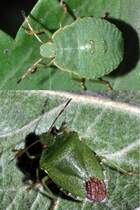 Grne Stinkwanze Larve und Adult (Palomena prasina), August 2011.