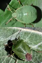 Gr�ne Stinkwanze Larve und Adult (Palomena prasina), August 2011.
