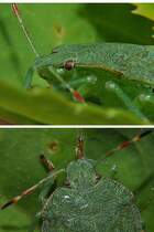 Grne Stinkwanze Nahansicht (Palomena prasina), 19.08.2011.