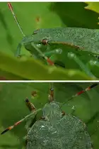 Gr�ne Stinkwanze Nahansicht (Palomena prasina), 19.08.2011.