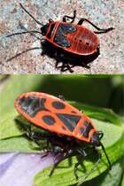 Feuerwanze Larve und Adult (Pyrrhocoris opterus), 19.08.2010.
