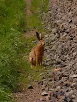 Dieser Geselle hoppelte eiligen Fu�es durch den Entw�sserungsgraben neben dem Bahndamm der Kbs 495 bei Allerheiligen. Meisterlampe nutzte die nat�rliche Deckung aus und wollte ungeniert die nahe Bahnbr�cke benutzen, um gefahrlos die K 33 zu �berqueren.......was er sich abrubt anders �berlegte, als er mich ersp�te.....er zog den Umweg �ber das nahe Feld und die Kreisstra�e einer noch n�heren Begenung mit mit vor.....Freitag den 20.4.2012