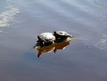 Zwei westl. Zierschildkrten sonnen sich hier in Vancouver in der Lost Lagoon. Dies ist ein See im Stanley Park. Dieser ist ein herrlicher Park mit altem Baumbestand und einem wunderschnen Rundweg direkt am Meer. Hier befindet sich auch das Vancouver Aquarium. Fotografiert am 20.04.2012 
