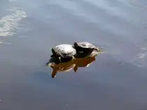 Zwei westl. Zierschildkr�ten sonnen sich hier in Vancouver in der Lost Lagoon. Dies ist ein See im Stanley Park. Dieser ist ein herrlicher Park mit altem Baumbestand und einem wundersch�nen Rundweg direkt am Meer. Hier befindet sich auch das Vancouver Aquarium. Fotografiert am 20.04.2012 