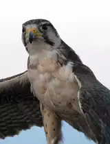 mir unbekannte Adlerart in der Greifvogelausstellung im Burggarten (PE��SCOLA; Provinz Castell�n/Spanien, 01.10.2007)